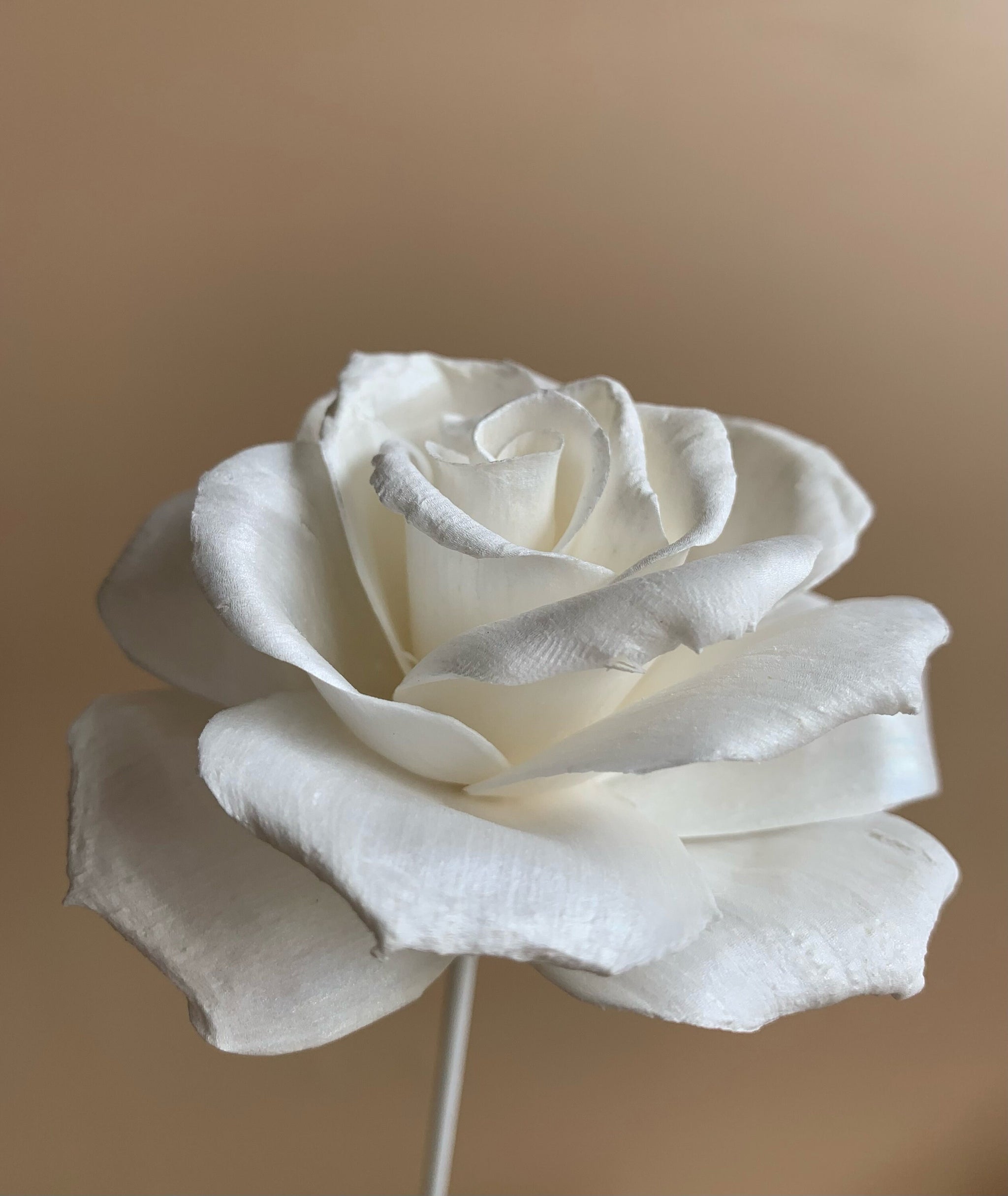 White Reflexed Rose โ Sola Flowers Australia