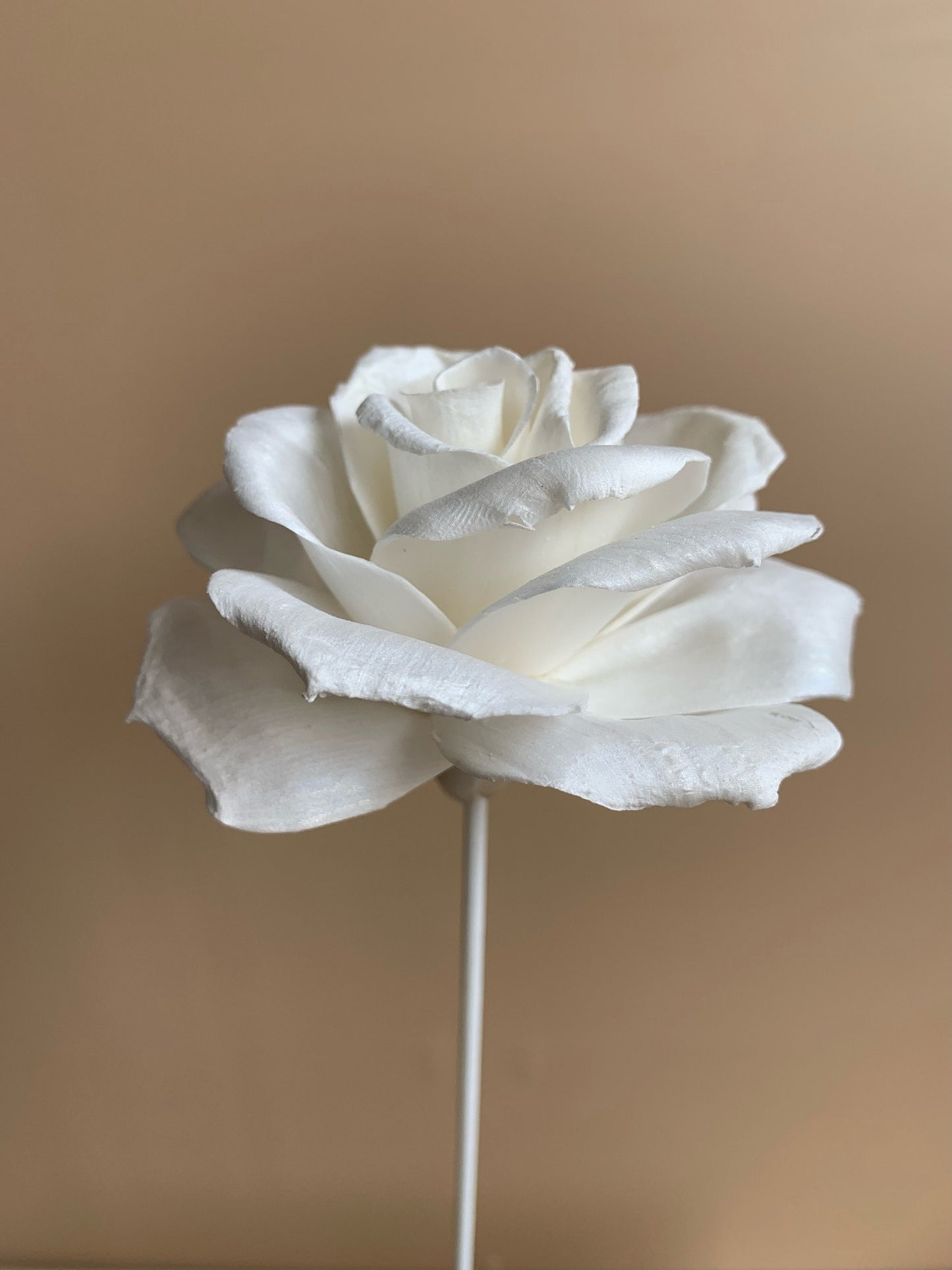 White Reflexed Rose – Sola Flowers Australia