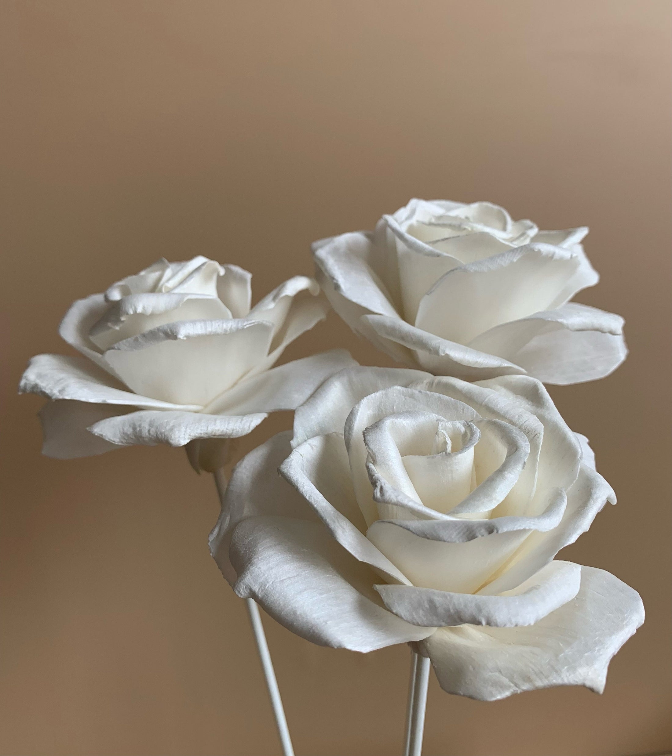 White Reflexed Rose – Sola Flowers Australia