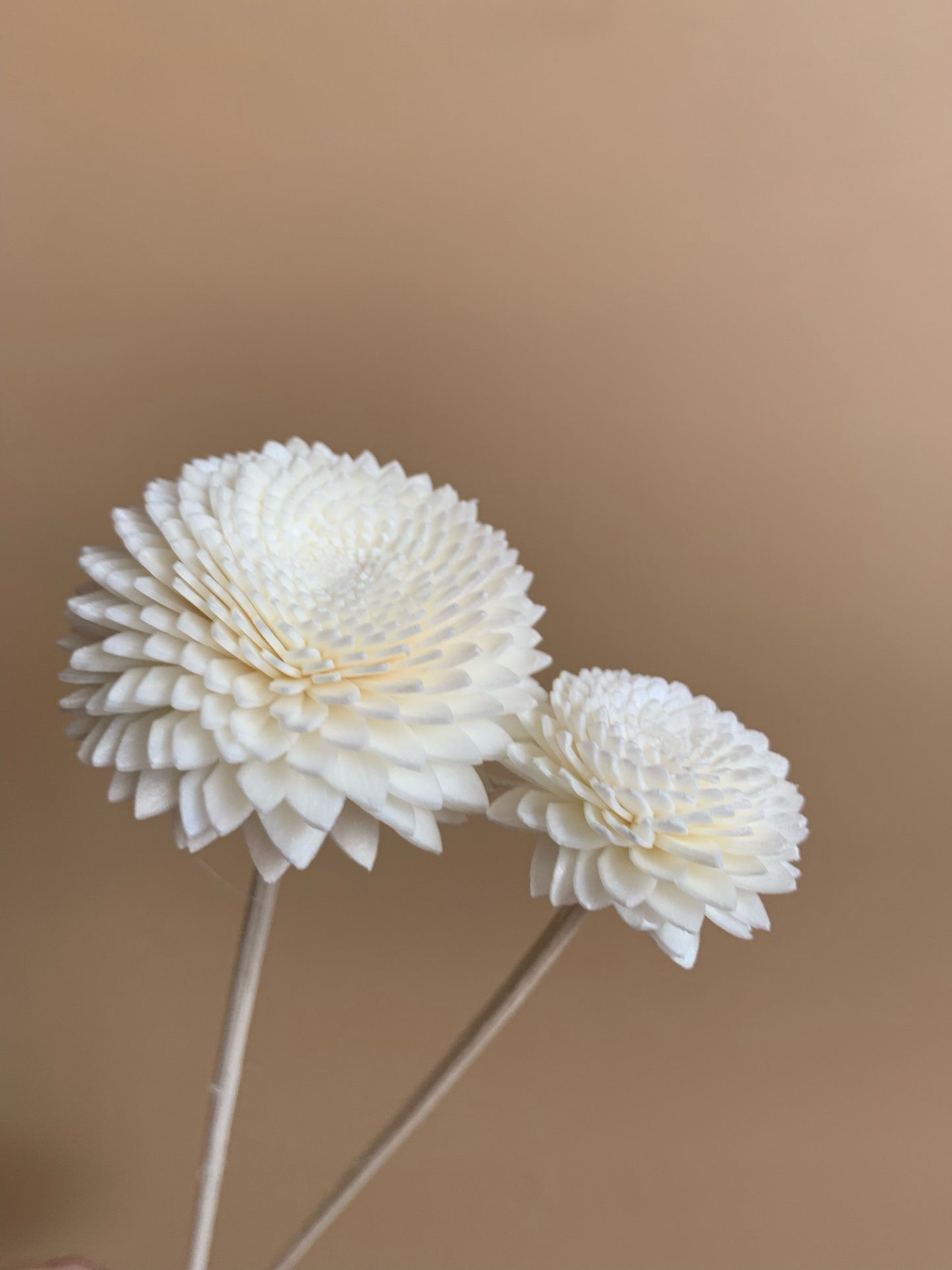 whole sale terms available for white sola wood chrysanthemums