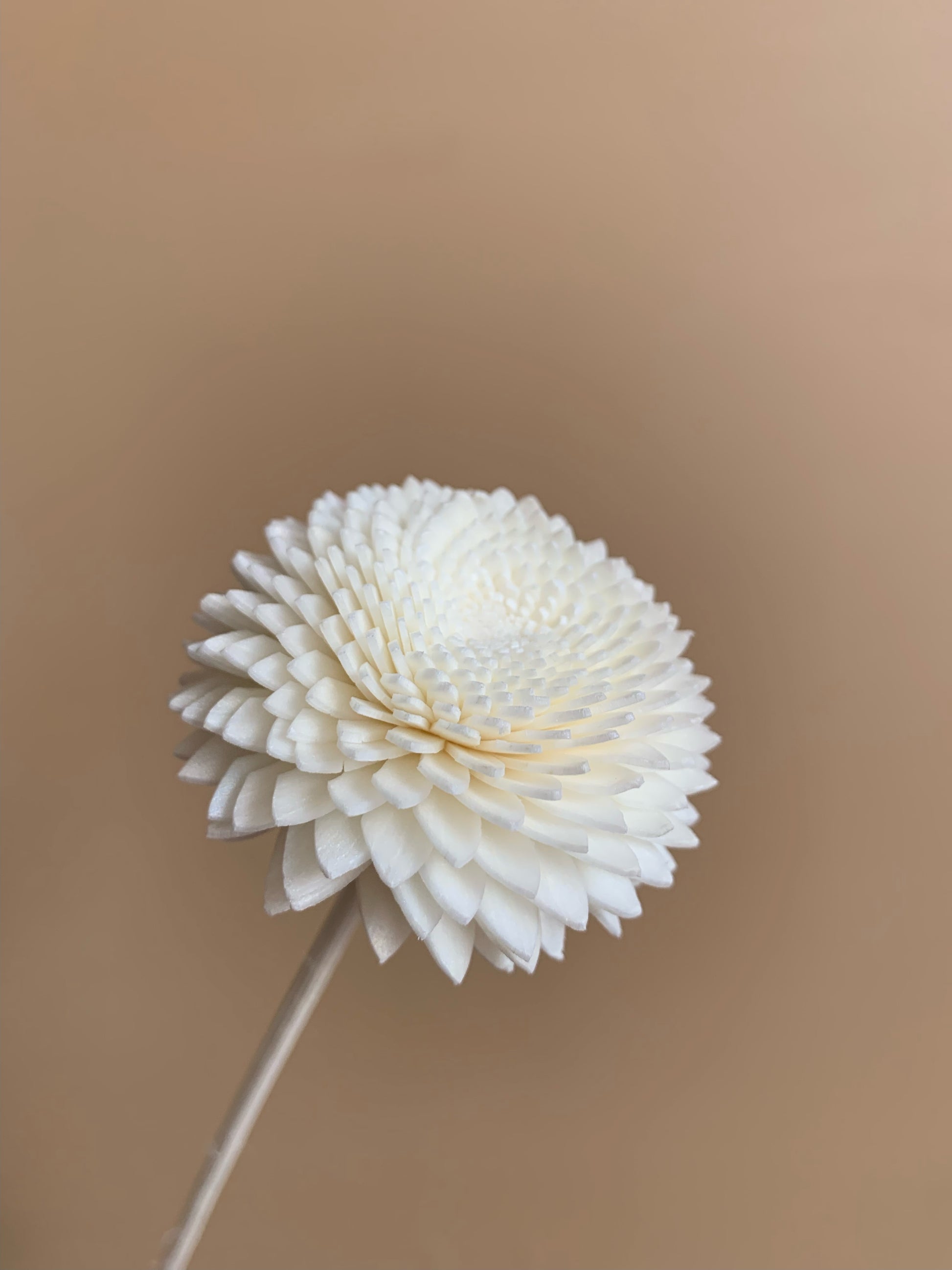 white chrysanthemum sola wood flower