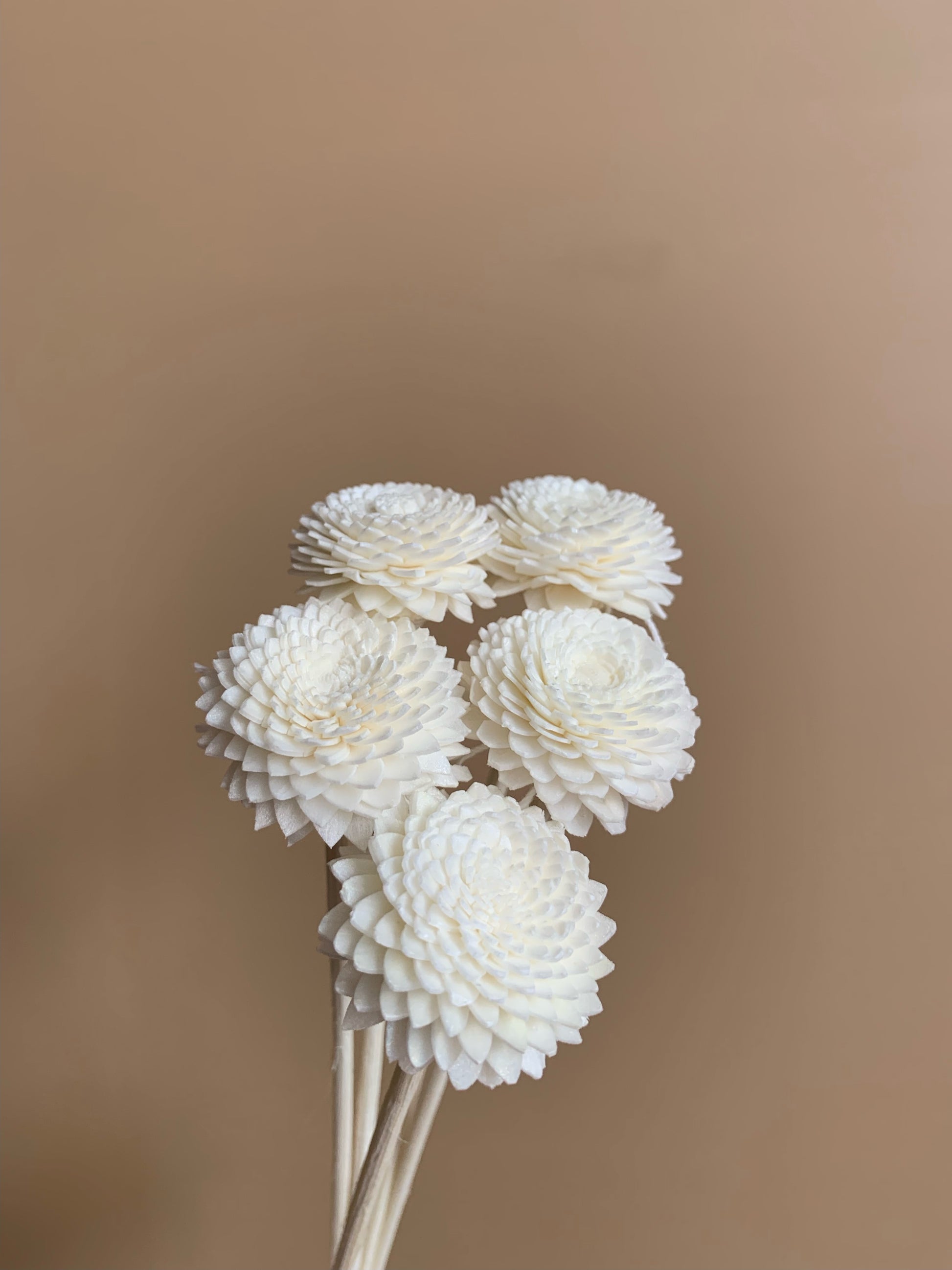 bunch of 5 white chrysanthemums
