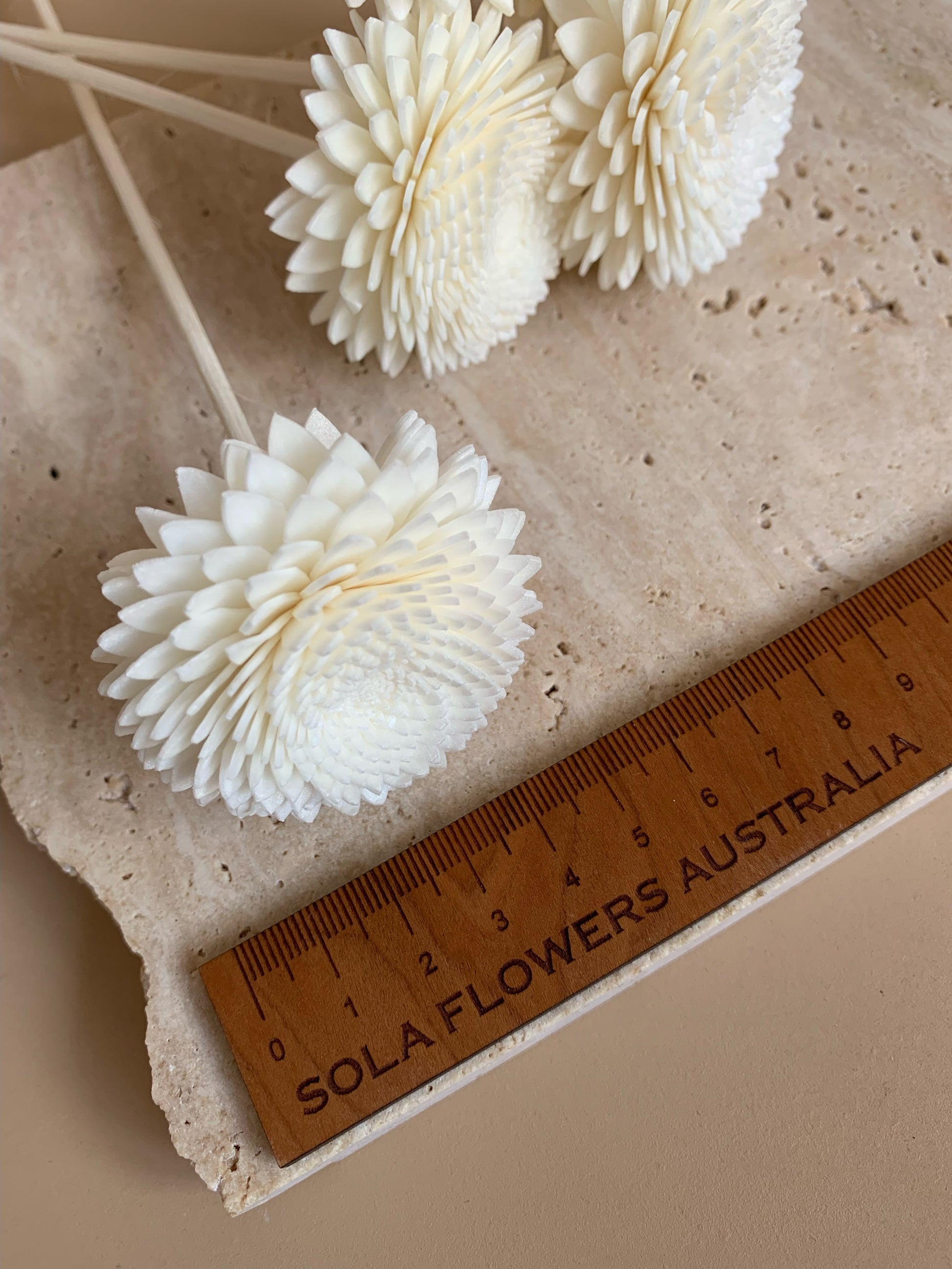 5cm flower head size white chrysanthemum