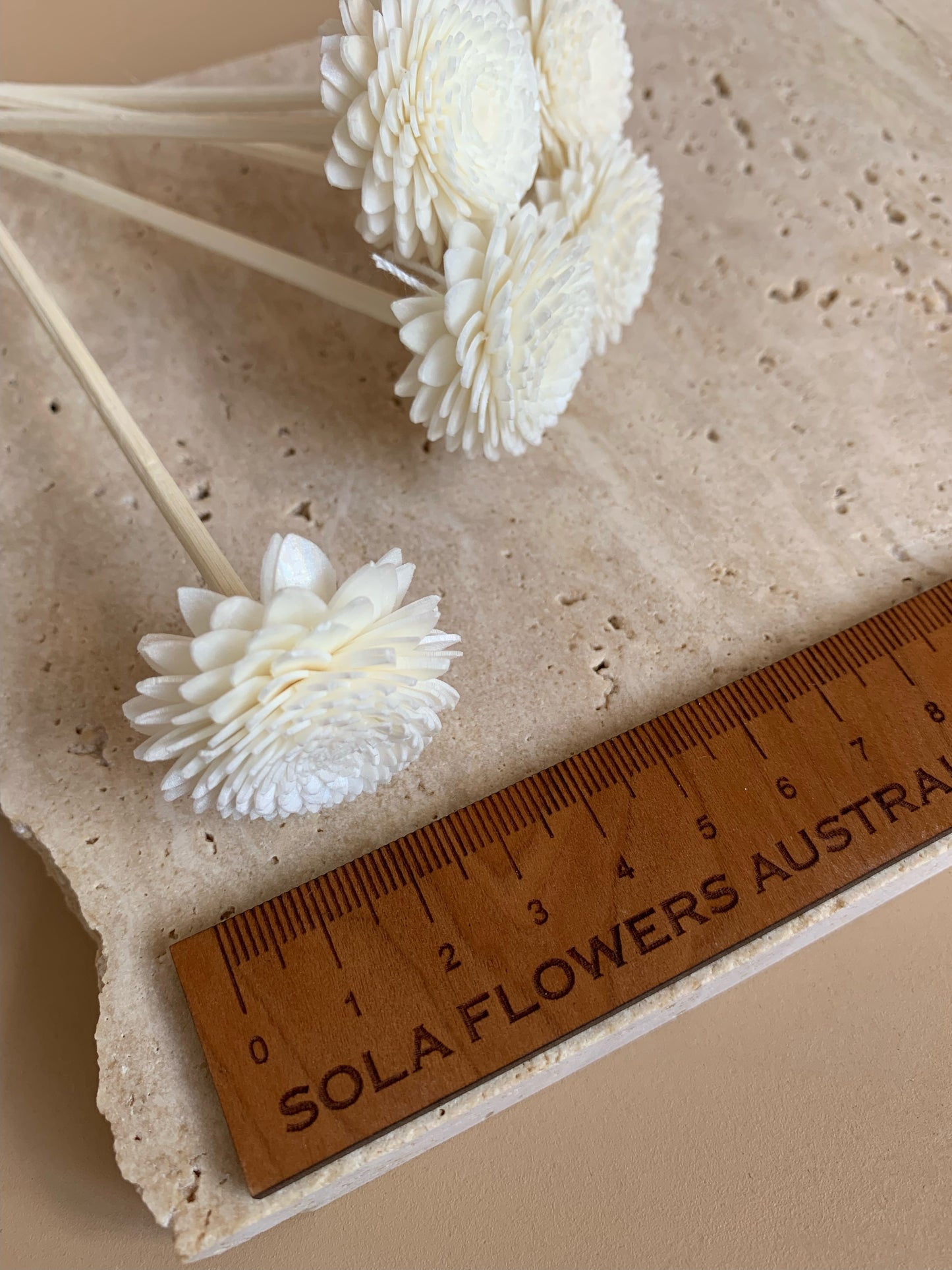 3cm size flower head white chrysanthemum