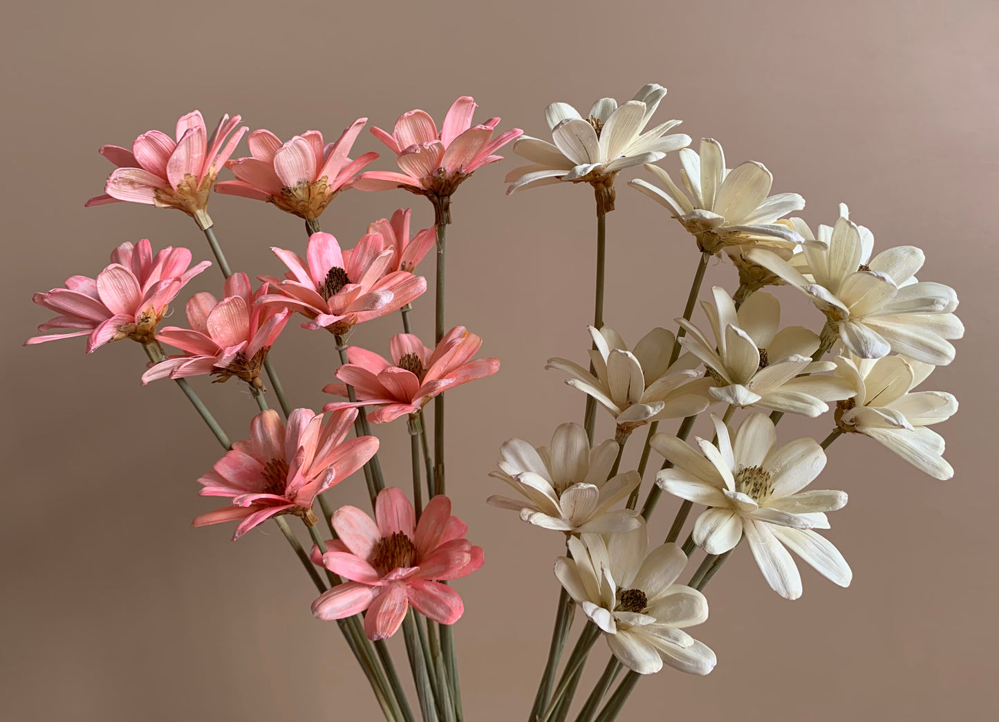 Japanese Daisies