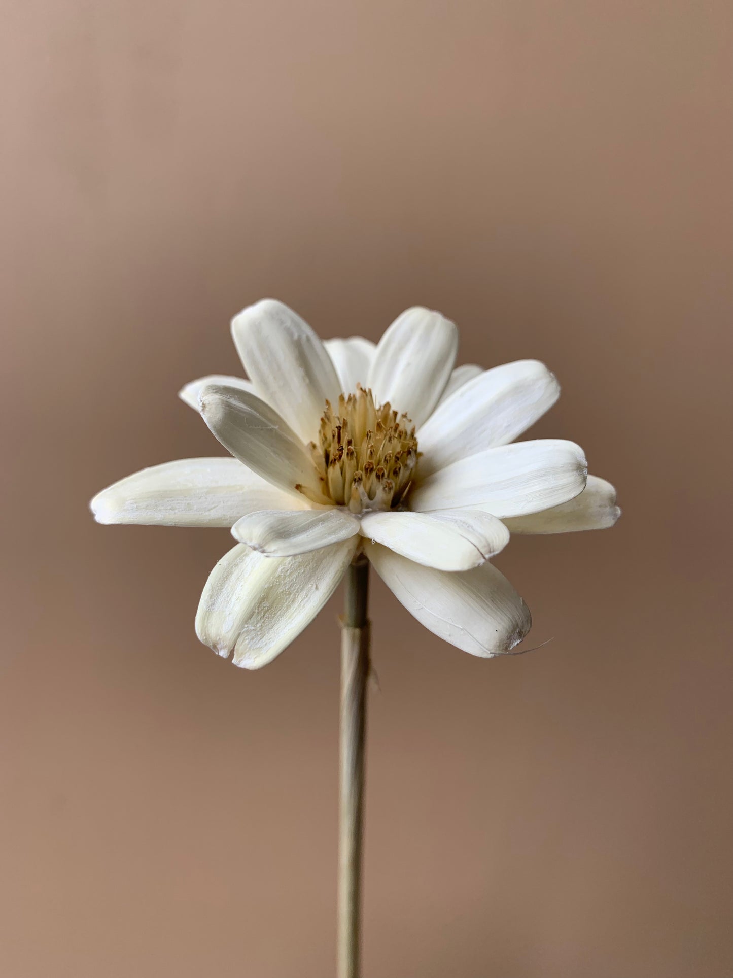 Japanese Daisies