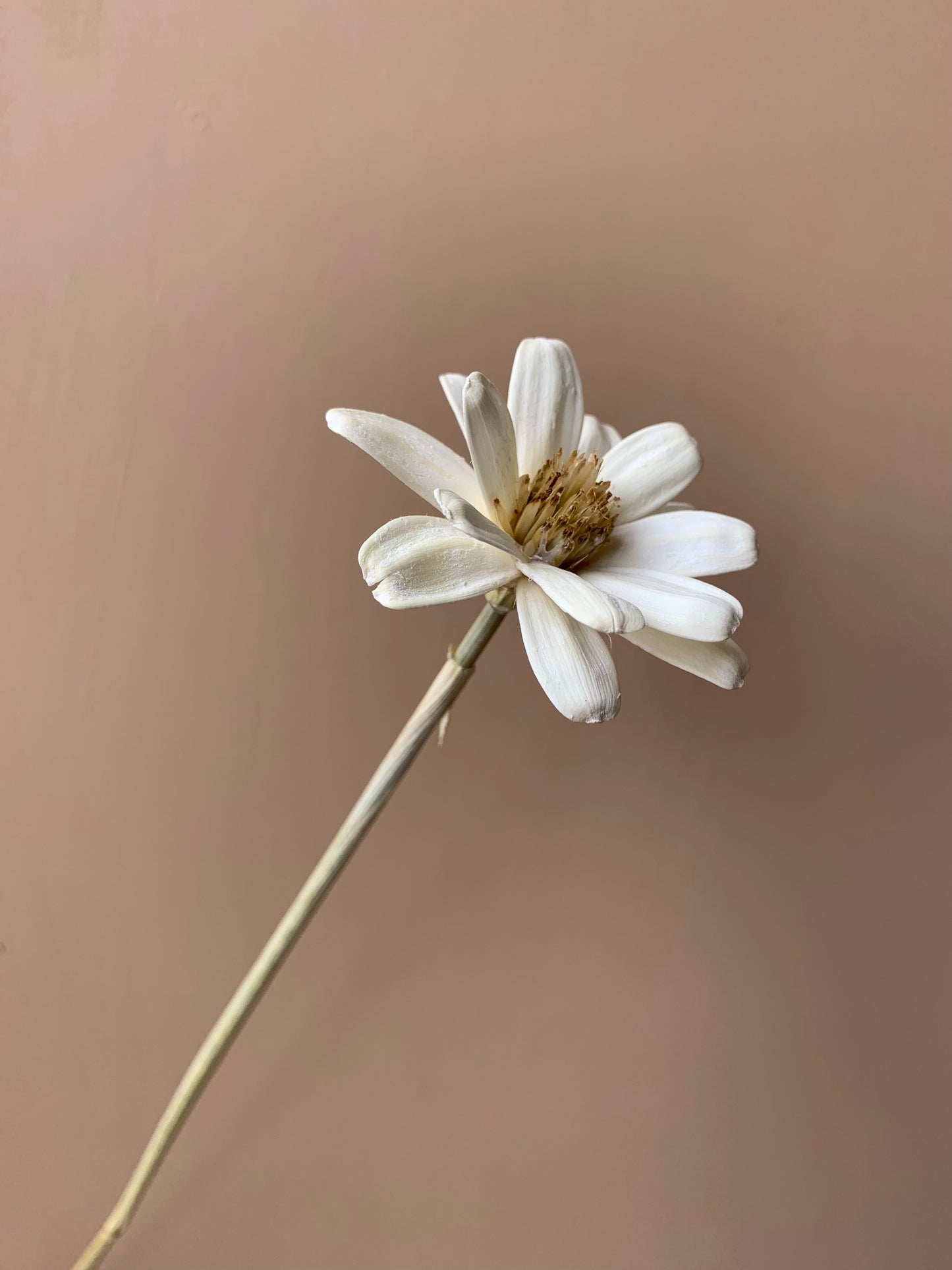 Japanese Daisies