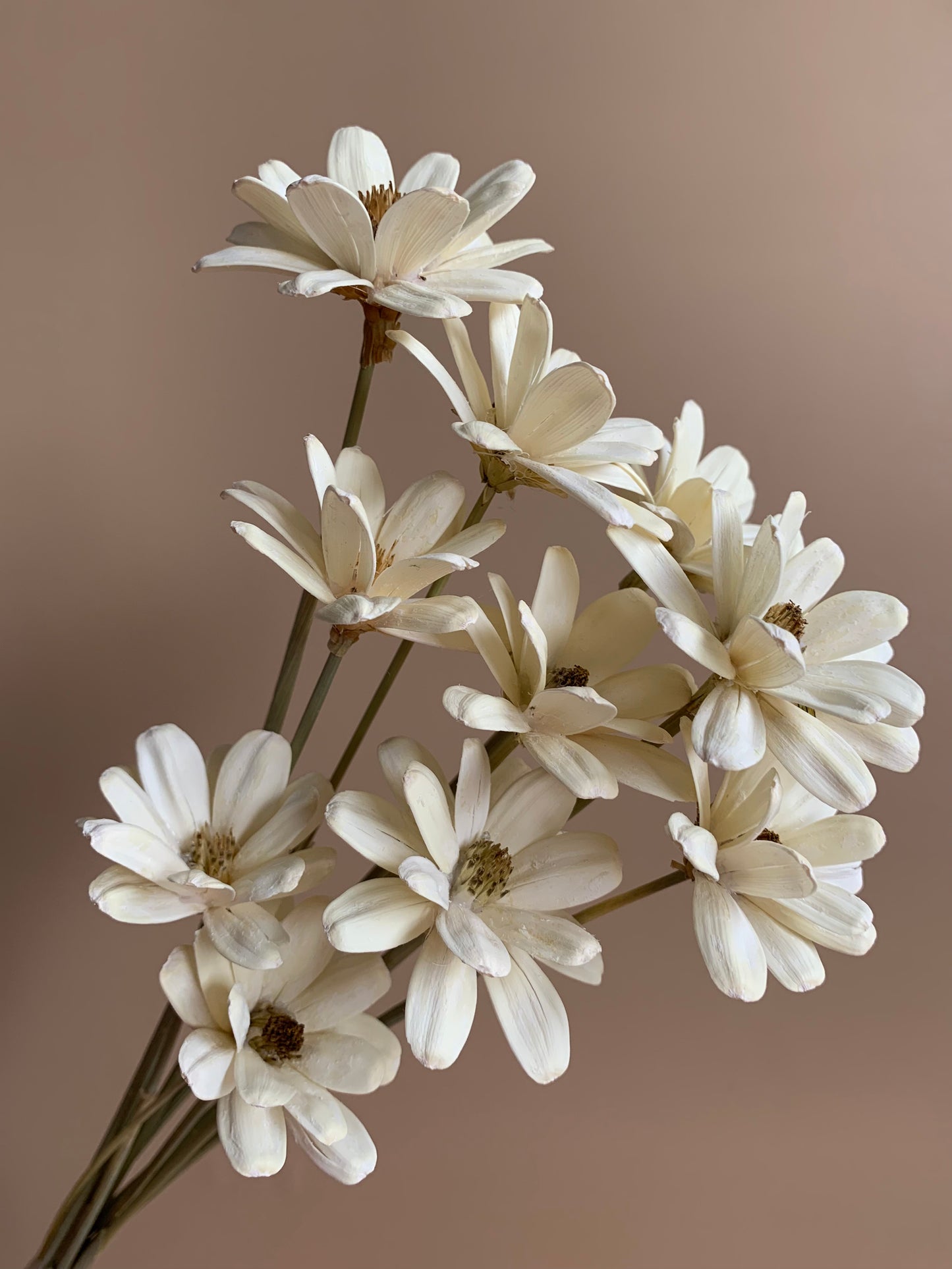 Japanese Daisies