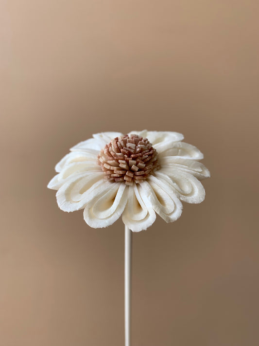*SALE* Daisy