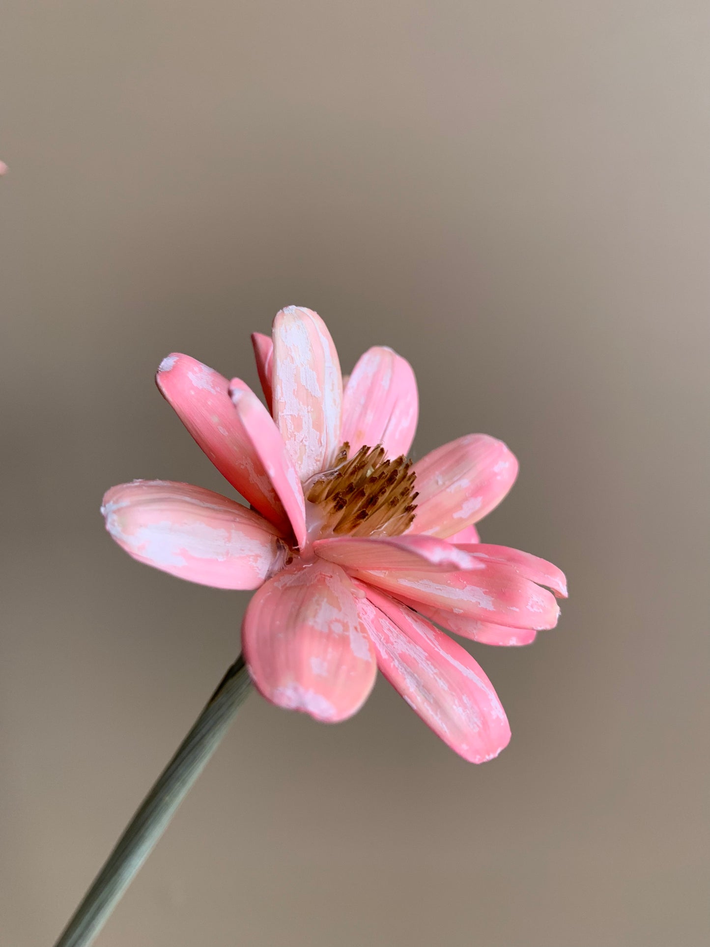 Japanese Daisies